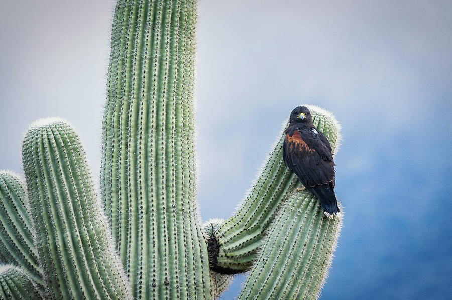 Harriss Hawk On A Saguaro  Photograph by Saija Lehtonen