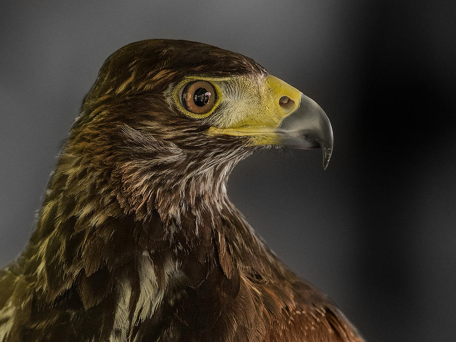 Animal Photograph - Harris\s Hawk by Patrick Dessureault