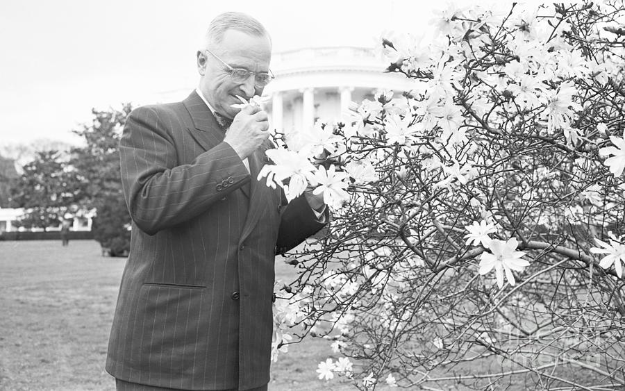 Harry Truman Smelling Magnolia Blossom Photograph by Bettmann