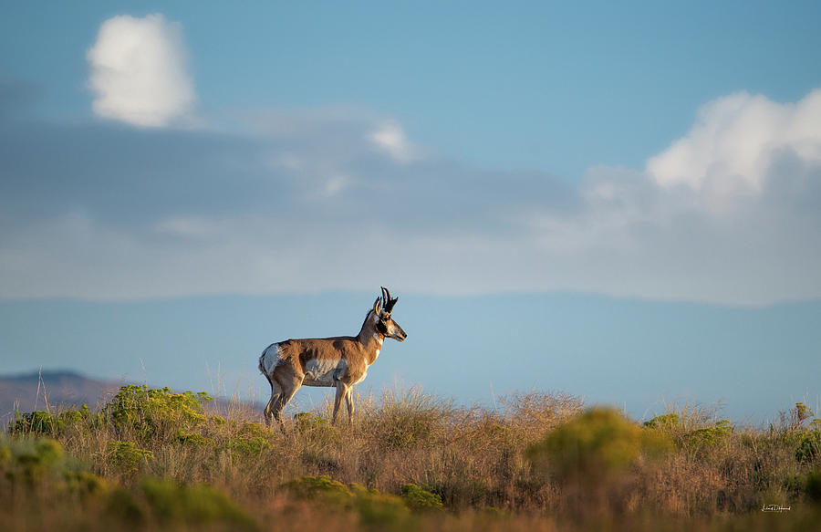 Hart Mountain Antelope Photograph by Leland D Howard