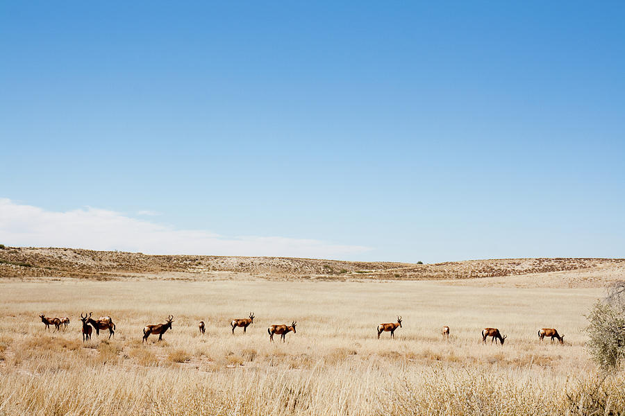 Hartebees In The Kalahari By Skilpad