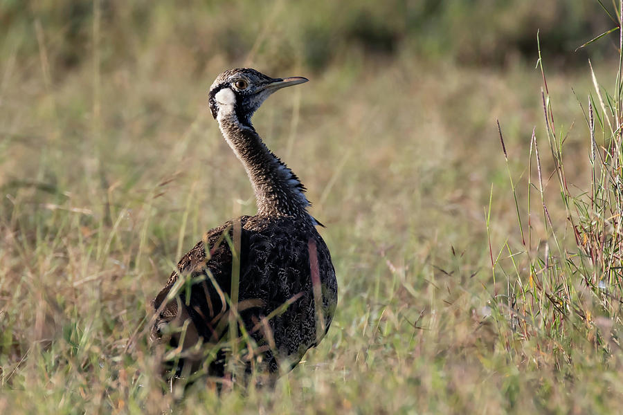 Black-bellied Bustard by Thomas Kallmeyer Black-bellied Bustard by Thomas Kallmeyer