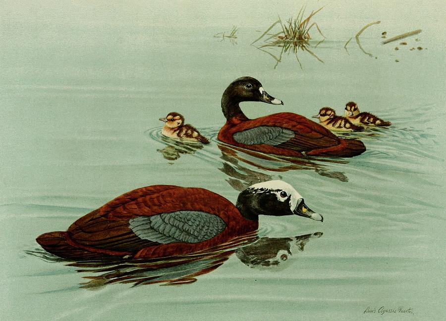 Hartlaubs Teal Painting by Louis Agassiz Fuertes Hartlaubs Teal Painting by Louis Agassiz Fuertes