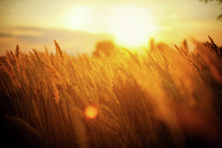 Harvest Photograph by Aleksandarnakic