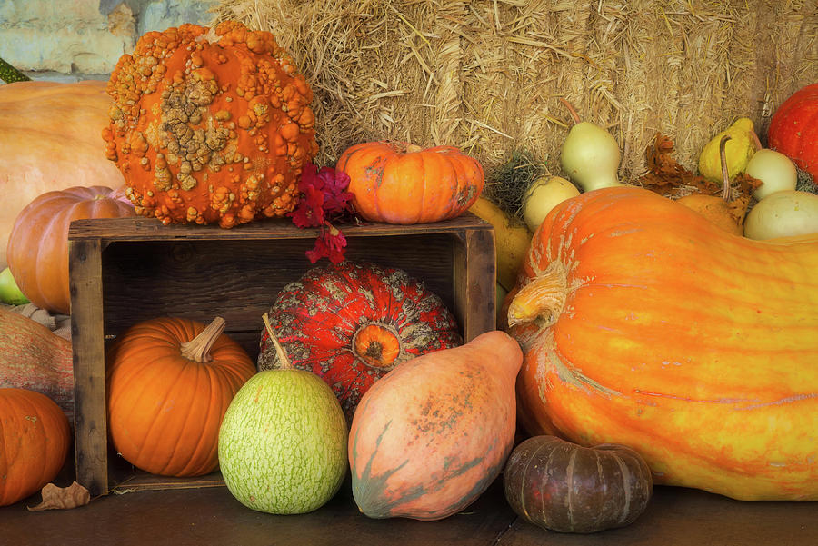 Harvest Bounty Photograph by Brenda Tharp | Fine Art America