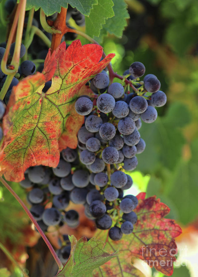 Harvest Fall Wine Vineyard Beautiful Wine Grapes Photograph by Stephanie Laird