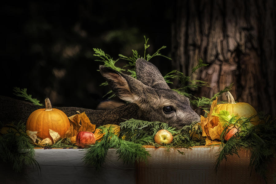 Wildlife Photograph - Harvest Fest And The Doe by Teri Reames