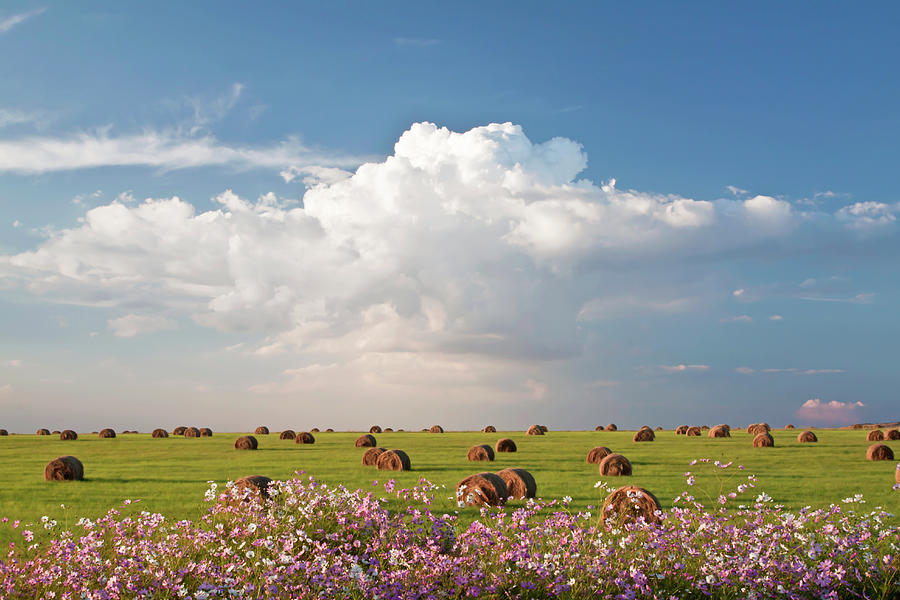 Harvest Fields With Cosmos Flowers In Photograph by Hein Von Horsten