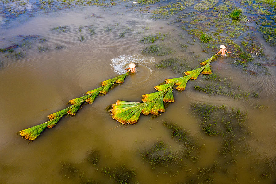 Landscape Photograph - Harvest Grass by Tran Van Truong