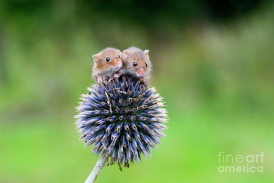 Wildlife Photograph - Harvest Mice On Flower by Dr P. Marazzi/science Photo Library