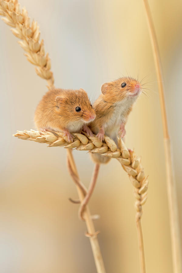 Harvest Mice On Wheat Stems, Devon, Uk Photograph by Ross Hoddinott ...