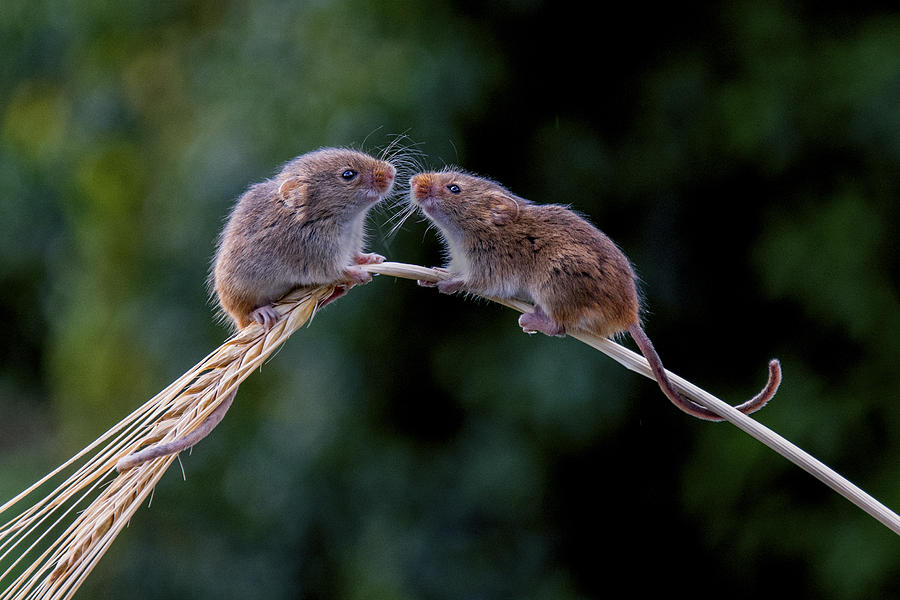 Mouse Photograph - Harvest Mice Say Hello by Philip Preshaw