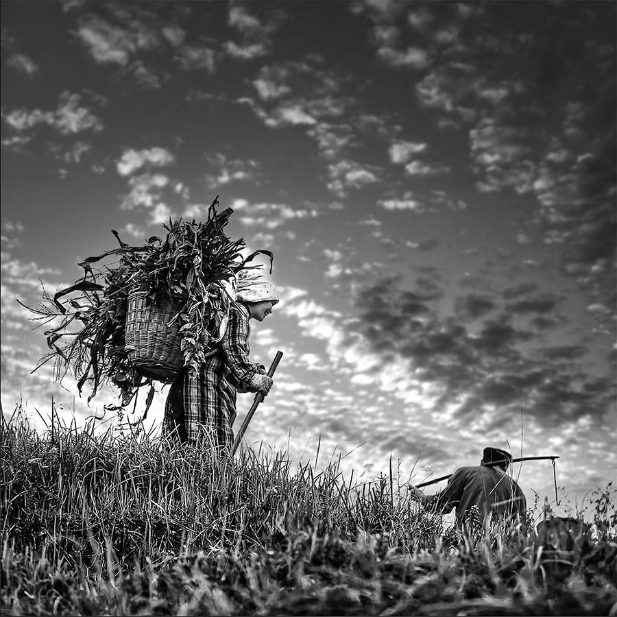 Harvest Photograph by Michael Steverson