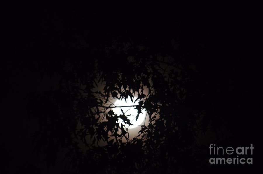 Harvest Moon Silhouettes Photograph by Maria Urso