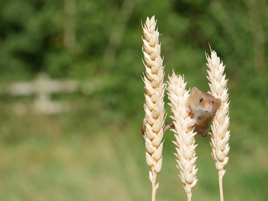Mouse Photograph - Harvest Mouse by Elaine Henshaw