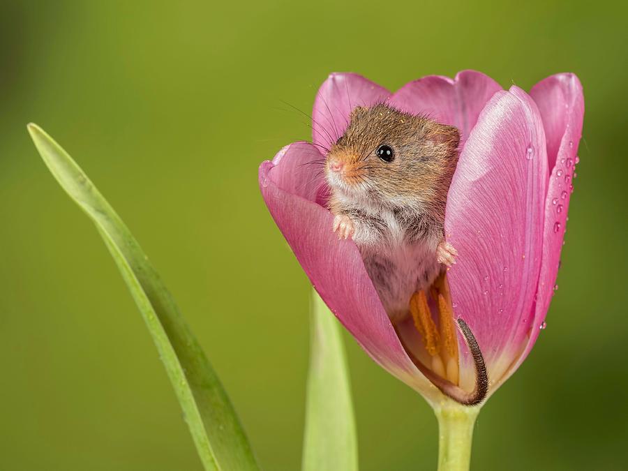 Animal Photograph - Harvest Mouse Looking Out Of A Tulip by Peter Atkinson