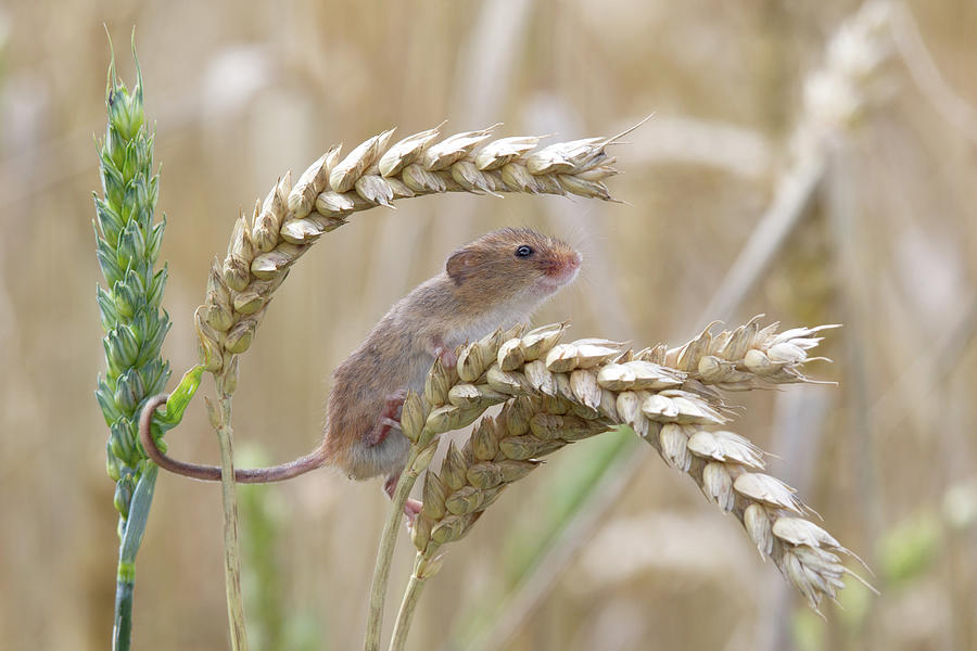 Harvest Mouse - On Wheat Photograph by Diane Seddon Photography