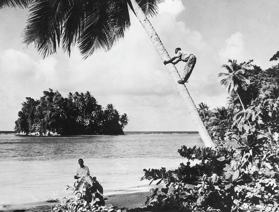 Harvest Of Coconuts In Jamaica In 1960 Photograph by Keystone-france