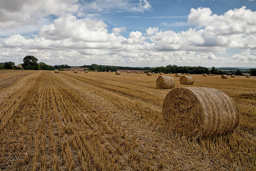 Harvest Time 5 Photograph by Shirley Mitchell - Fine Art America