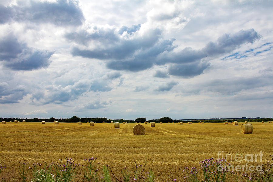Harvest time at Sandringham Photograph by John Edwards