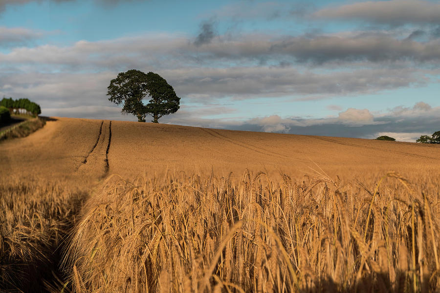 Landscape Photograph - Harvest Time by Oliver Molloy