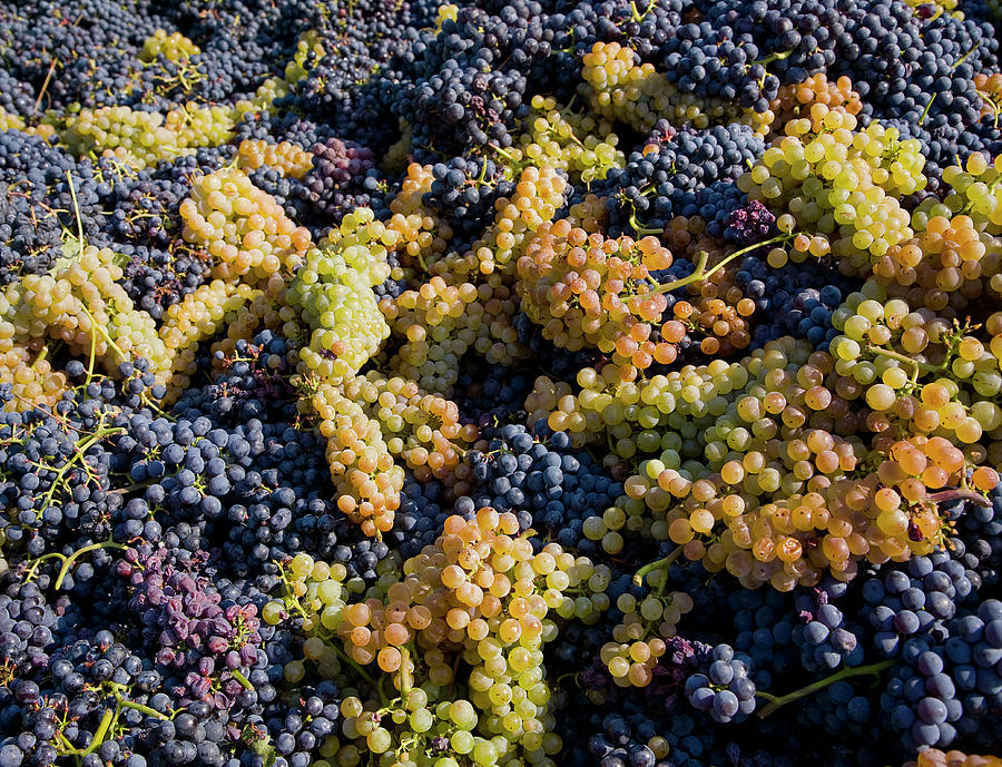 Harvested Grapes, Langhe Nebbiolo, Piedmont, Italy Digital Art by ...