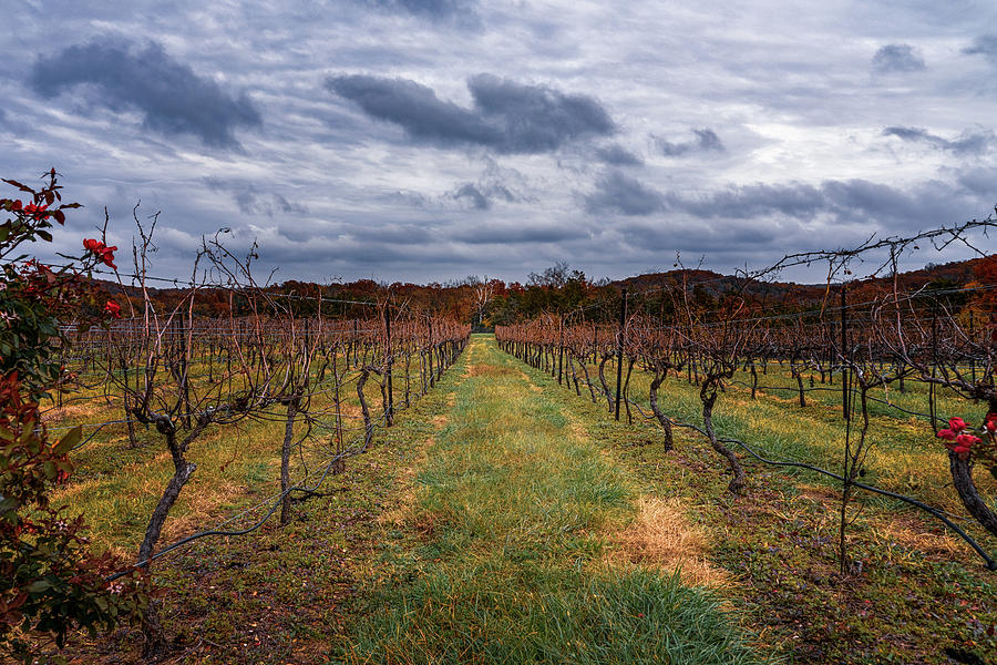 Harvested Grapevines Photograph by Robert FERD Frank