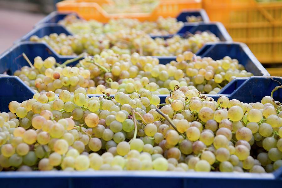 Harvested Pigato Grapes In Plastic Boxes Photograph by Imagerie