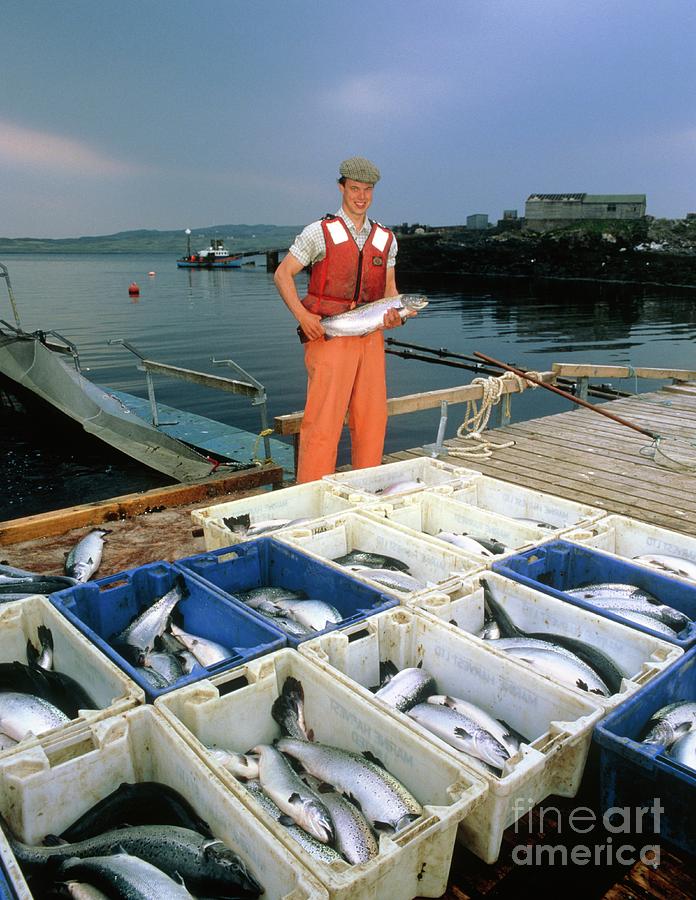 Harvested Salmon At A Scottish Salmon Farm. Photograph by Simon Fraser/science Photo Library