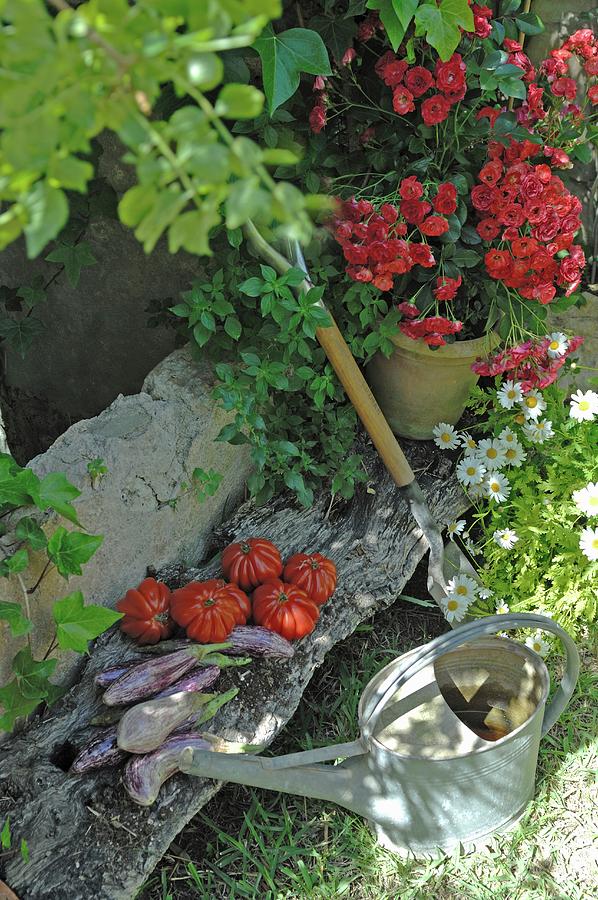 Harvested Vegetables And Flowering Plant On Weathered Wooden Board Next To Watering Can Photograph by Twins