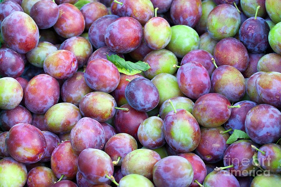 Harvested Victoria Plums Photograph by David Woodfall Images/science Photo Library