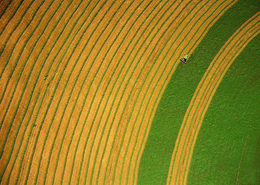 Harvesting Alfalfa Crop, Lines Of Crop Photograph by Andy Sacks