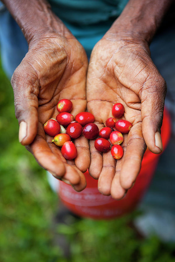 Harvesting Blue Mountain Coffee Beans Photograph by Douglas Pearson