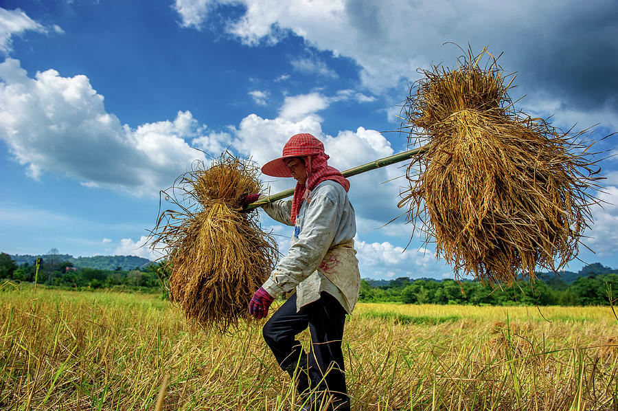 Harvesting by Hand by Lee Craker Harvesting by Hand by Lee Craker