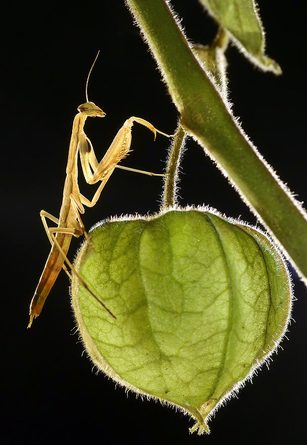 Mantis Photograph - Harvesting by Ferdinando Valverde