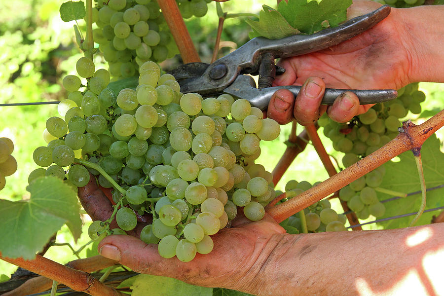 Harvesting Grapes, Italy Digital Art by Antonio Capone