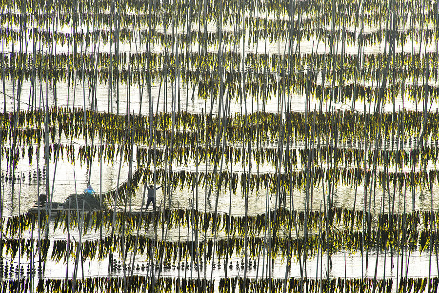Harvesting Kelp Photograph by Xinhua Zhou