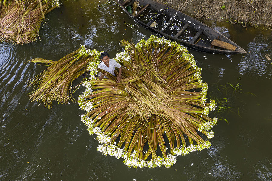 Boat Photograph - Harvesting National Flower by Azim Khan Ronnie