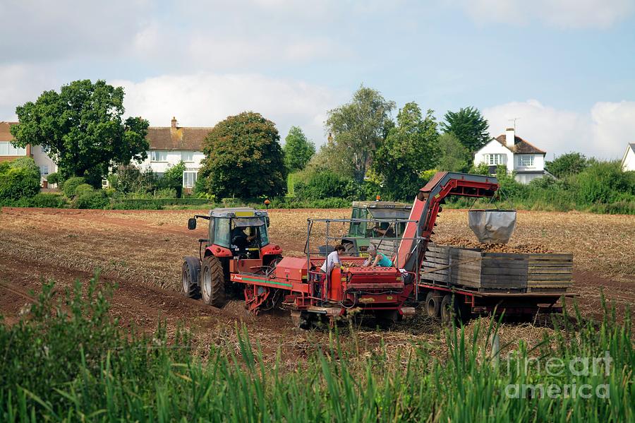 Harvesting Potatoes Photograph by Science Photo Library Harvesting Potatoes Photograph by Science Photo Library