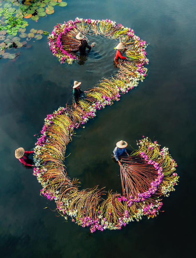 Harvesting Water Lilies V15 Photograph by Nguyen Tan Tuan