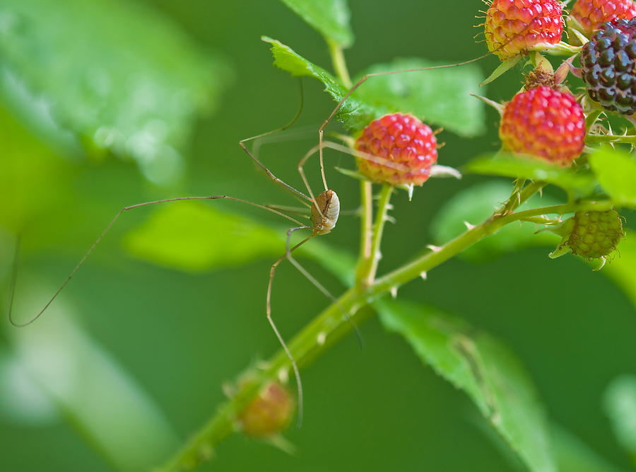 Harvestman Photograph by Michael Lustbader