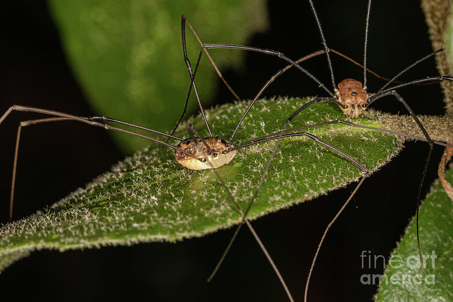 Harvestman Spider by Brian Roscorla Harvestman Spider by Brian Roscorla