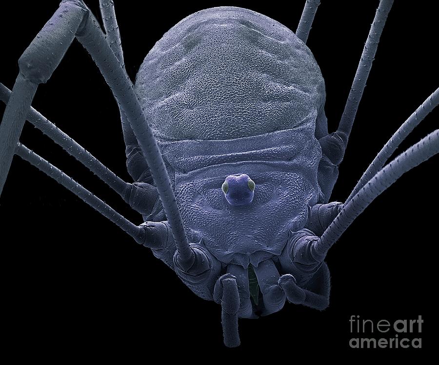 Harvestman Photograph by Steve Gschmeissner/science Photo Library