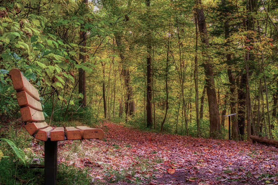 Hassen Creek Trail Bench by Jason Fink Hassen Creek Trail Bench by Jason Fink