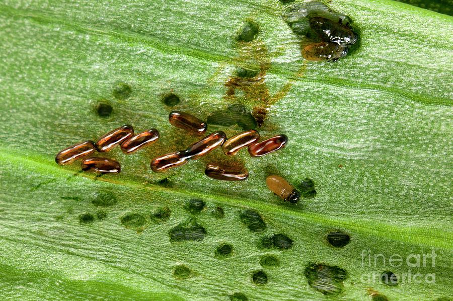 Hatching Eggs Of Lily Beetle Photograph by Dr Jeremy Burgess/science Photo Library