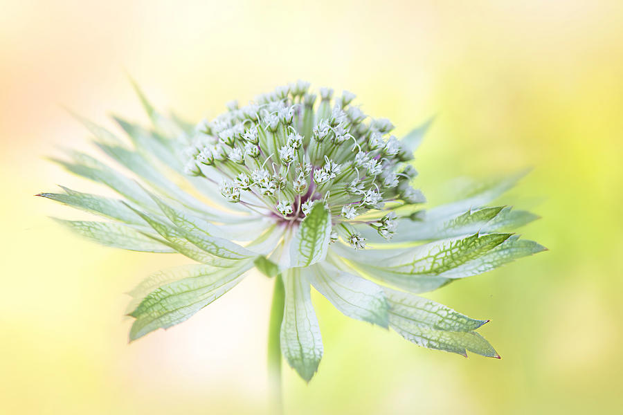 Flower Photograph - Hatties Pincushion by Jacky Parker