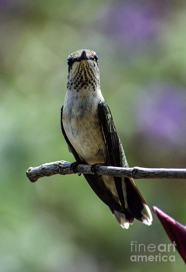 Haughty Juvenile Male Ruby-throated Hummingbird Photograph