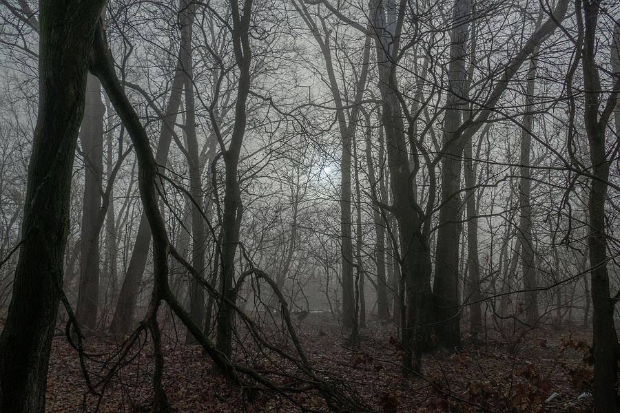 Haunted Woods Photograph by Arthur Oleary