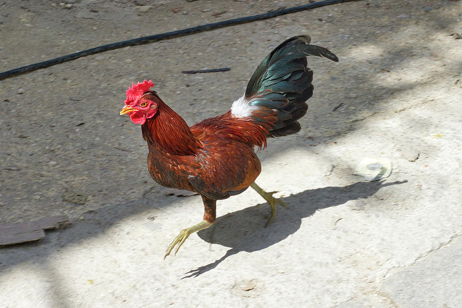 Havana Rooster Photograph