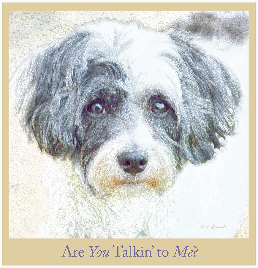 Havanese Dog Looking at You Photograph by A Macarthur Gurmankin